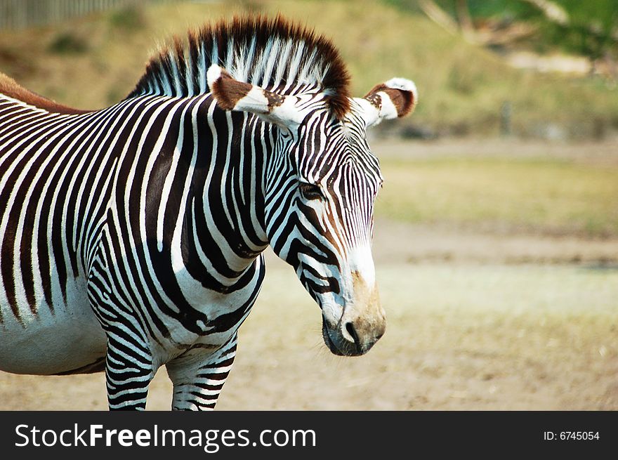 A tired zebra in a grassy landscape.