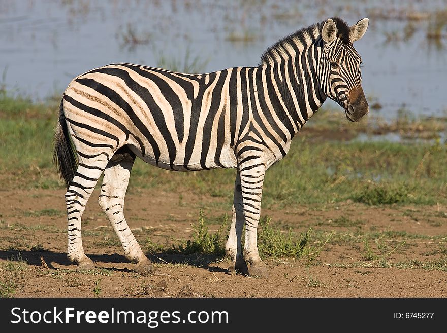 Burchells Zebra standing at the edge of Mankwe dam