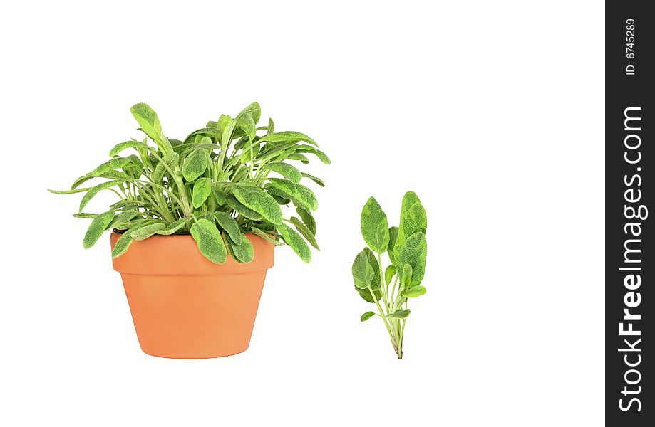 Sage herb growing in a terracotta pot with a specimen leaf sprig over white background.