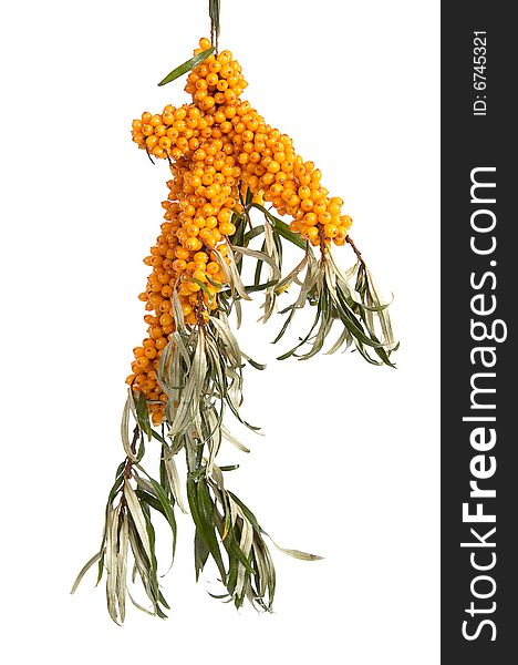 Sea-buckthorn isolated on a white background. Sea-buckthorn isolated on a white background.