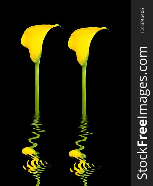 Abstract design of two yellow arum lily flowers with reflection over rippled water, over black background. Abstract design of two yellow arum lily flowers with reflection over rippled water, over black background.