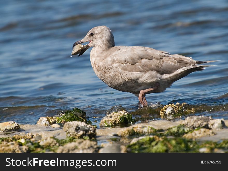 Seagull baby with clam wading out of the ocean