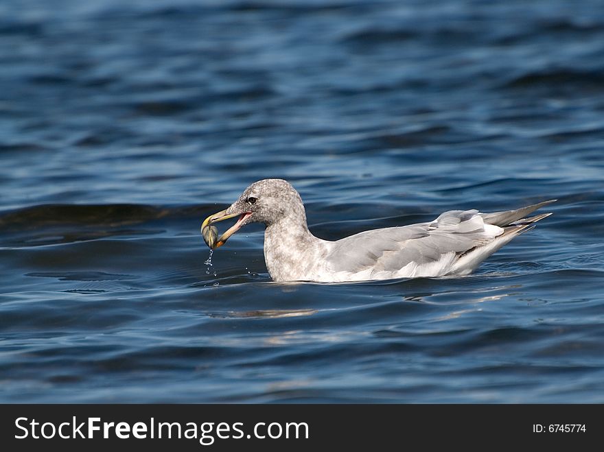 Seagull floating on the ocean with wet clam in his bill. Seagull floating on the ocean with wet clam in his bill