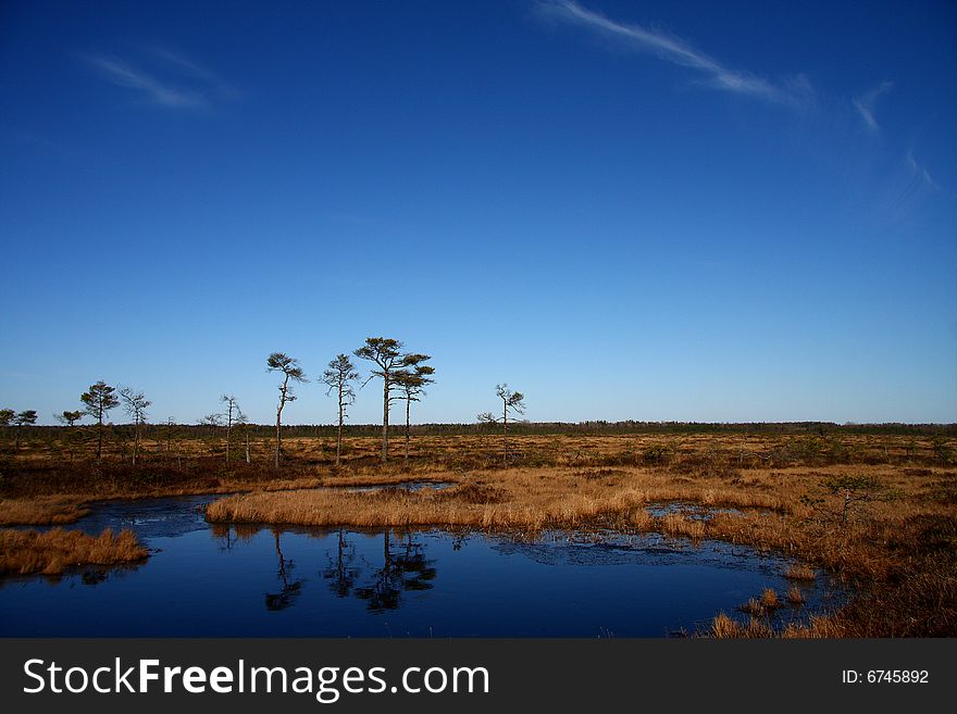 Spring in a marsh with blue sky