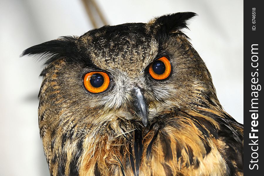 Great Horned Owl posing for a portrait