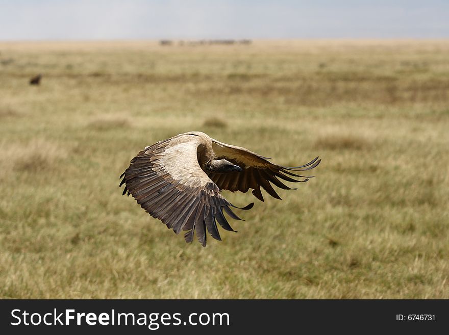 Flying griffin in Africa savana