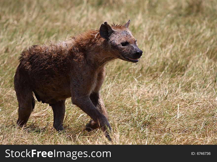 Bloody hyena walking in safari