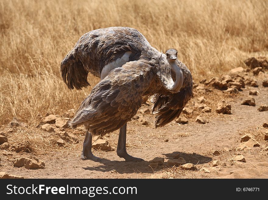 Female ostrich standing on the road