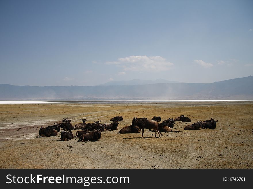 Gnu antelopes sleeping in safari