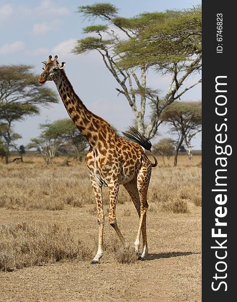 Giraffe walking in Africa savanna