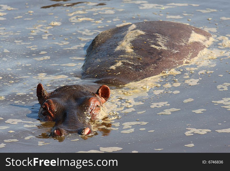 Swimming Hippo In Africa River