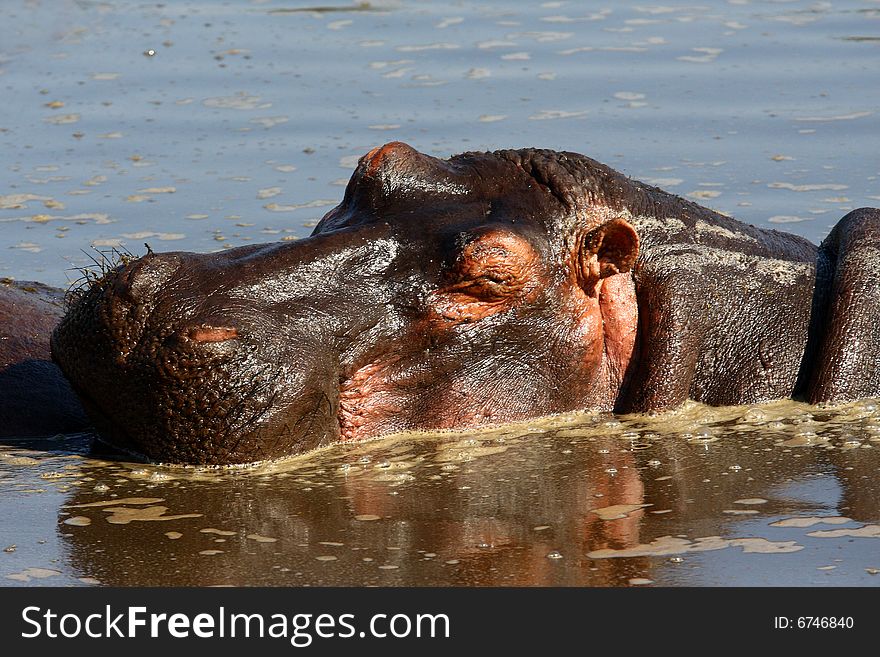 Sleeping hippo in Africa river