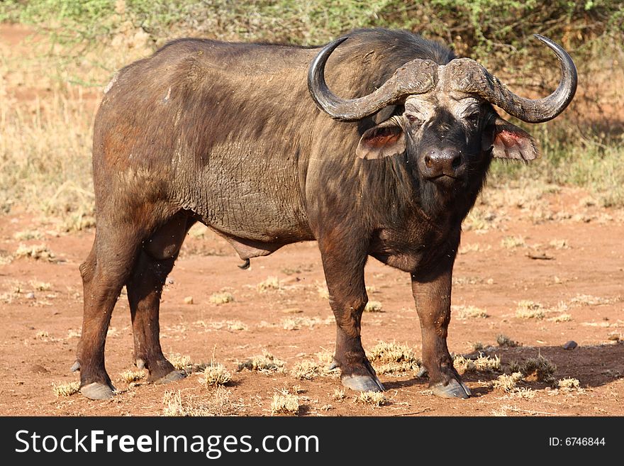 Africa buffalo standing on road