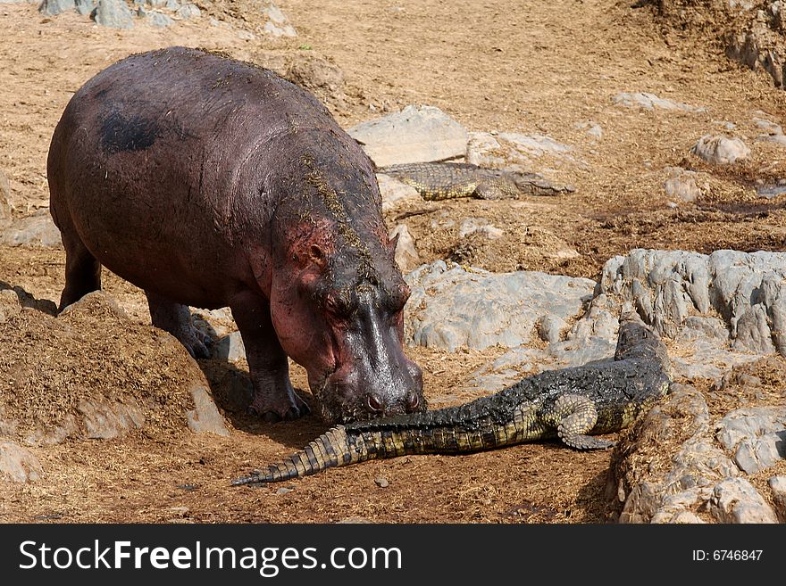 Hippo fighting with crocodile at the river