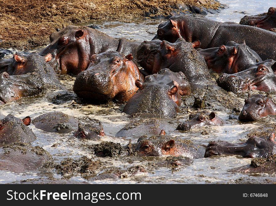 Many Hippos fighting with each other in water