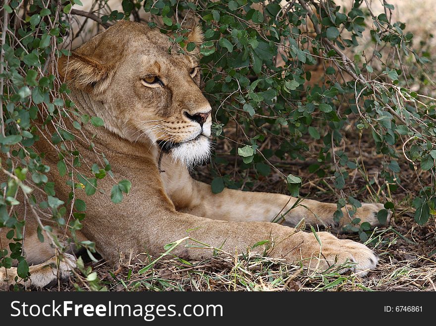 Sleeping Lion In Bush