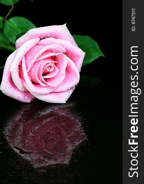 Pink Rose with Droplets on Black Background