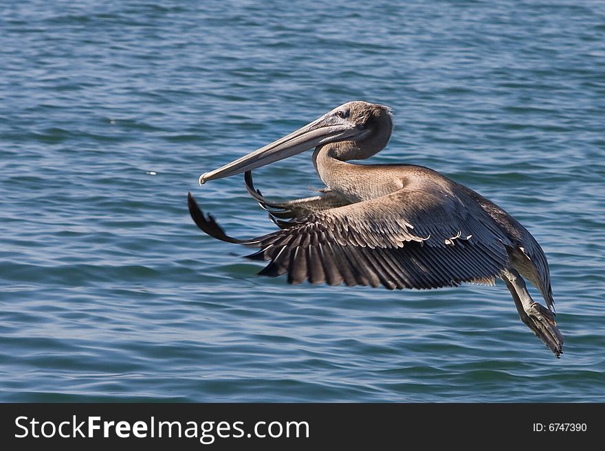 California Brown Pelican landing