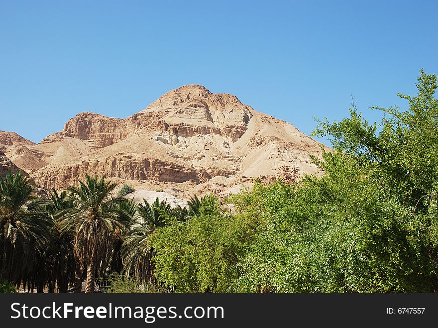 Green plants in the Yehuda Desert near the Dead Sea. Green plants in the Yehuda Desert near the Dead Sea