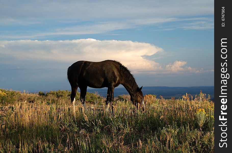 Grazing horse in summer sunset