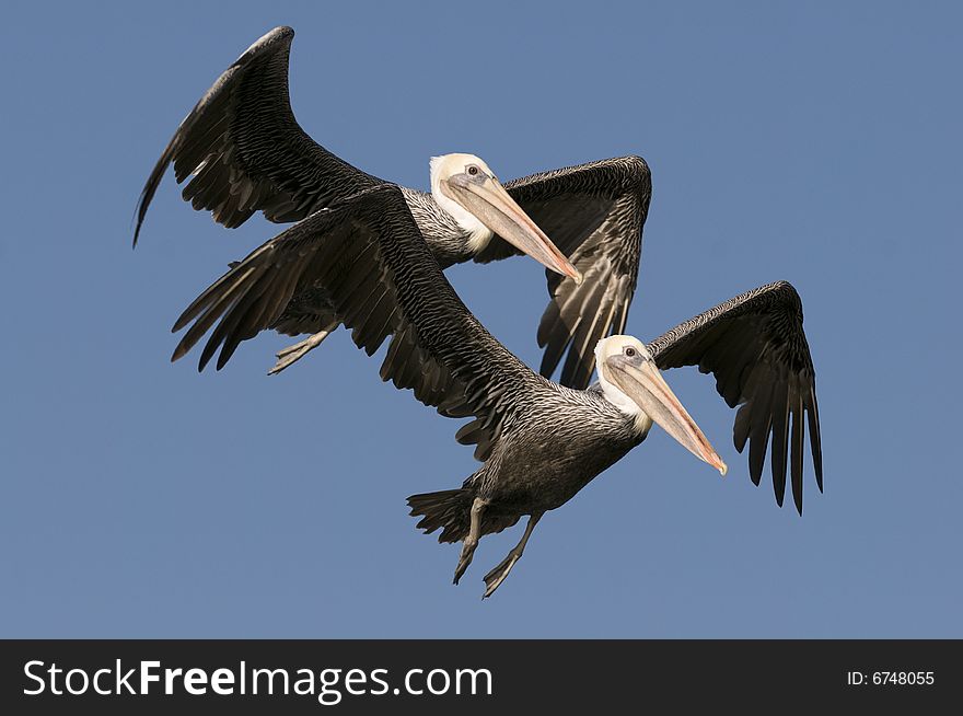 Pelicans wings are long and have the unusually large number of 30 to 35 secondary flight feathers. Pelicans wings are long and have the unusually large number of 30 to 35 secondary flight feathers.