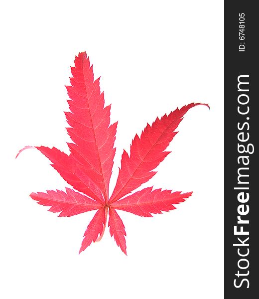 Red Leaf with white background