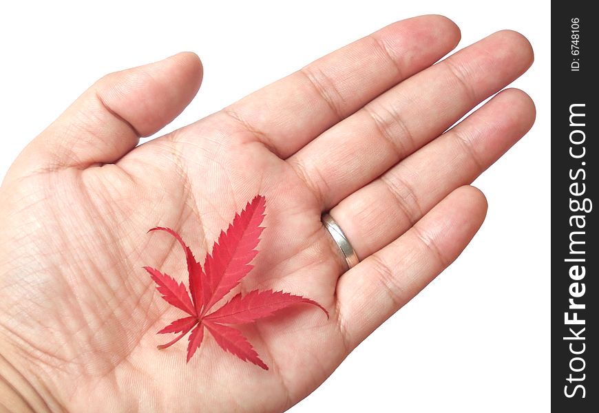 Red leaf in hand with white background