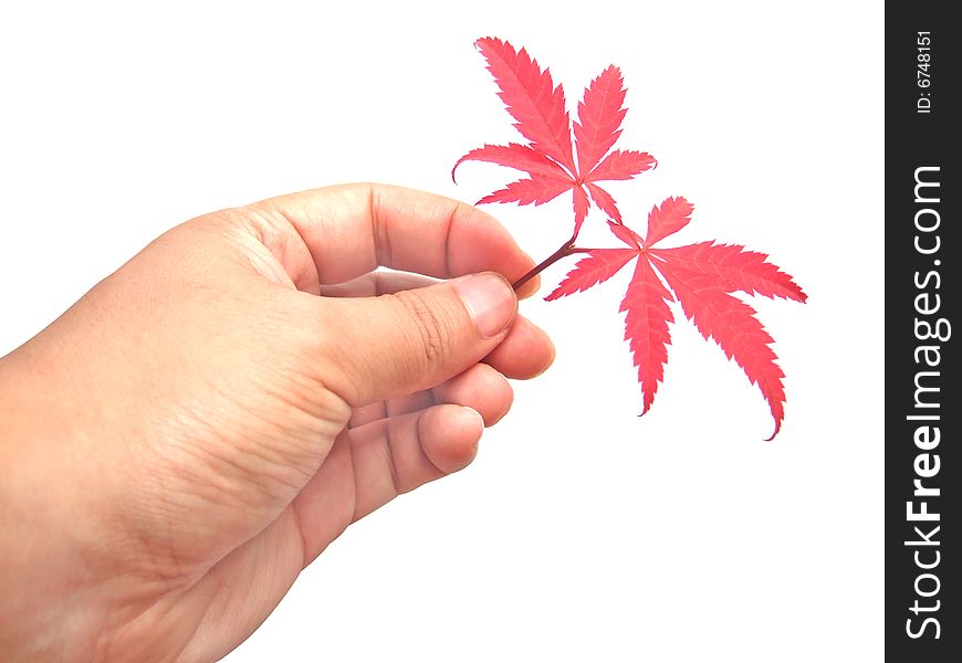 Red leaves in hand with white background