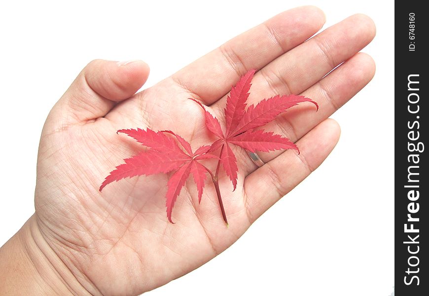 Red leaves in hand with white background