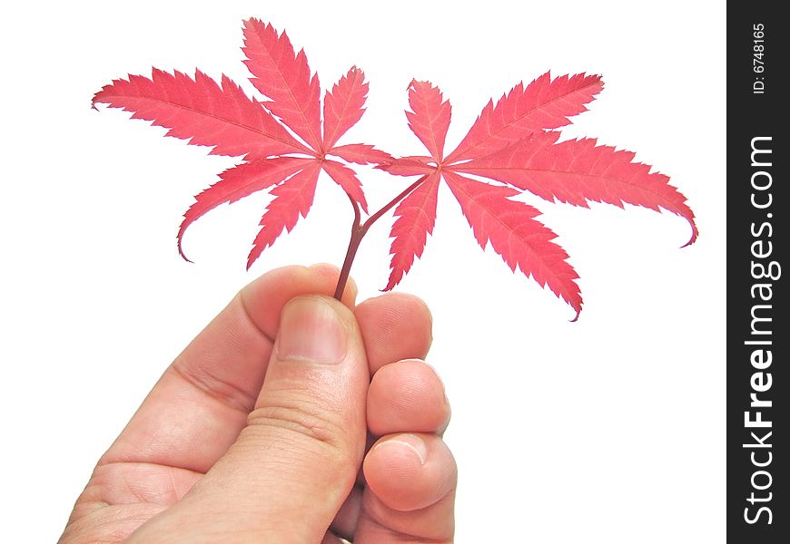 Red leaves in hand with white background