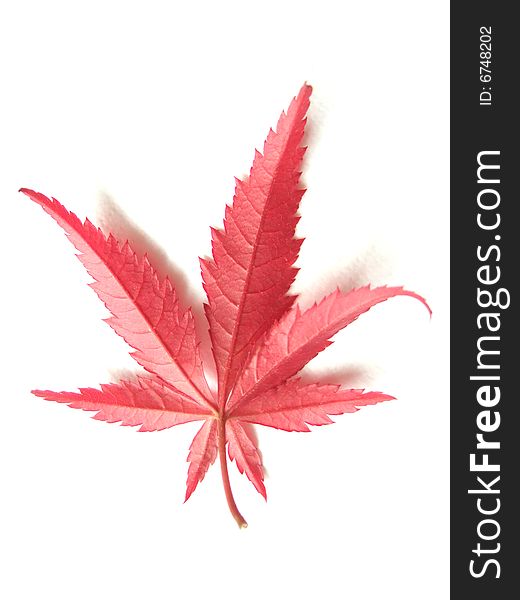 Red Leaf with white background