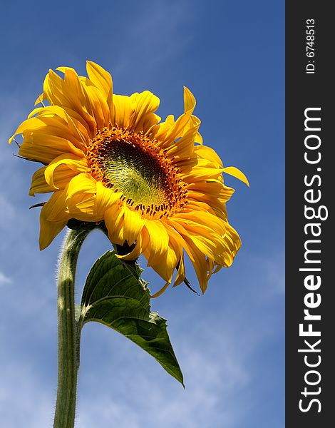 Sunflower under blue sky