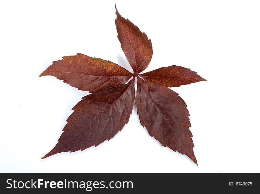 Red leaf of wild vine. Red leaf of wild vine