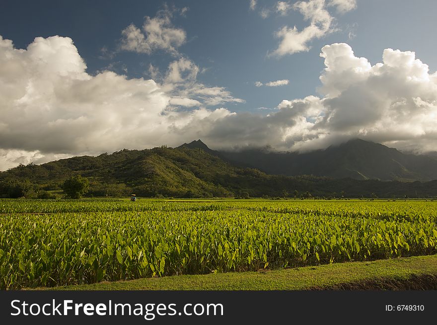 Hanalei Valley and Taro Fields on Kauai, Hawaii