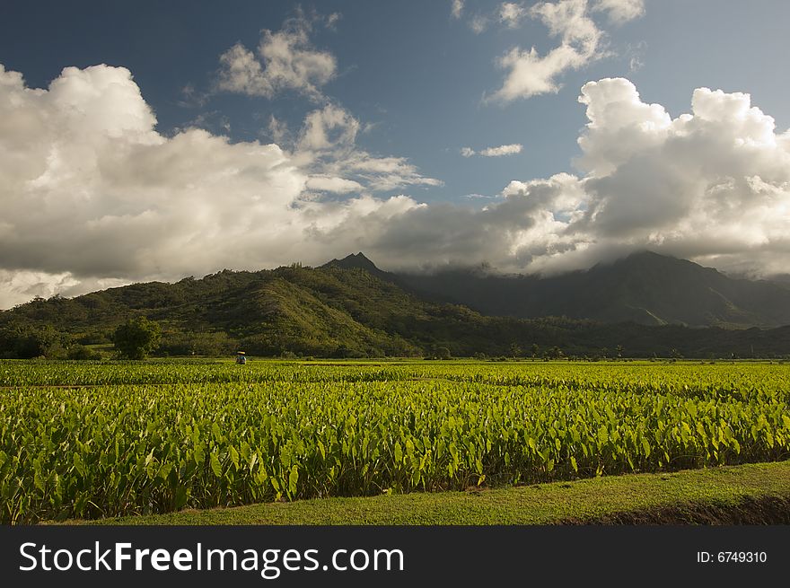 Hanalei Valley and Taro Fields