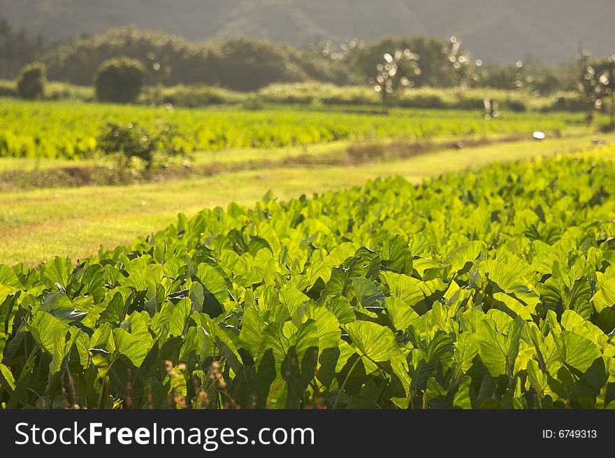 Hanalei Valley And Taro Fields