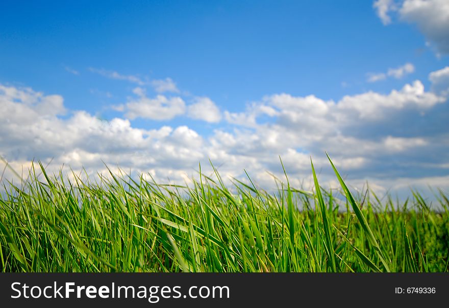 Green grass on  background of  sky, spring. Green grass on  background of  sky, spring
