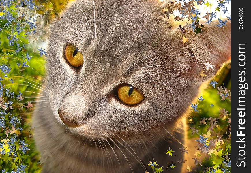 Portrait of domestic adult kitten on natural background. Portrait of domestic adult kitten on natural background