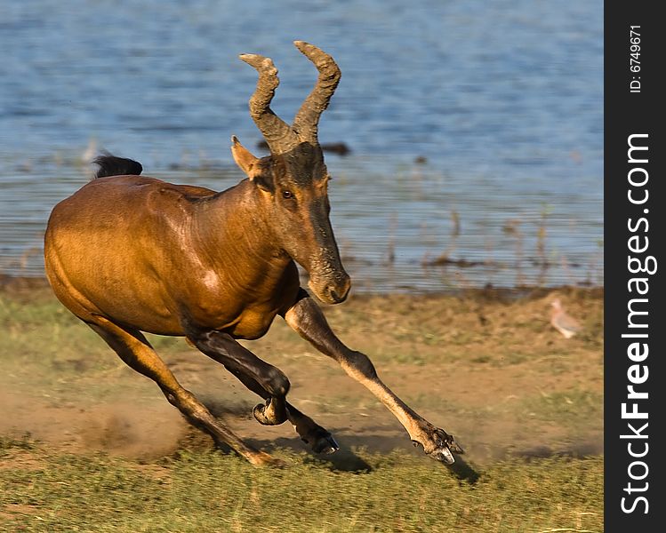 Tsessebe running towards viewer with water in the background