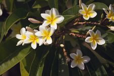 Yellow Plumeria Flowers Royalty Free Stock Photos Yellow Plumeria Flowers Royalty Free Stock Photos
