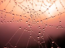 Morning Dew On Spider Web Royalty Free Stock Photo