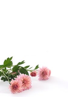 Chrysanthemums Royalty Free Stock Photography Chrysanthemums Royalty Free Stock Photography