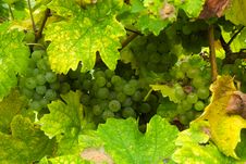 Grapes In Autumn Stock Photos Grapes In Autumn Stock Photos