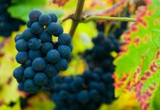 Grapes In Autumn Royalty Free Stock Photo