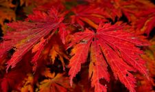 Red Autumn Leaves Stock Image Red Autumn Leaves Stock Image