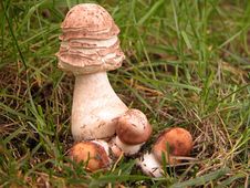 Parasol Mushrooms Royalty Free Stock Photos Parasol Mushrooms Royalty Free Stock Photos