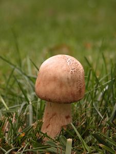 Parasol Mushroom Stock Image