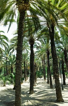Palm Trees Royalty Free Stock Images Palm Trees Royalty Free Stock Images