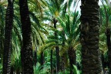 Palm Forest Stock Images