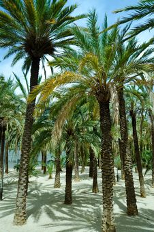 Palm Trees Stock Images Palm Trees Stock Images